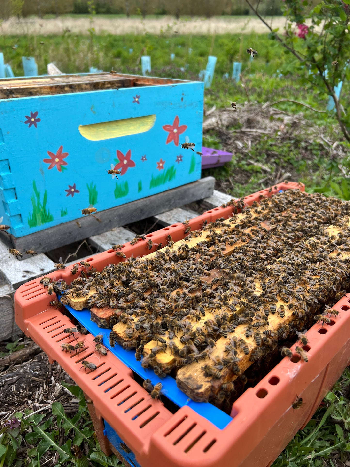 Honey CSA Pre-Sale