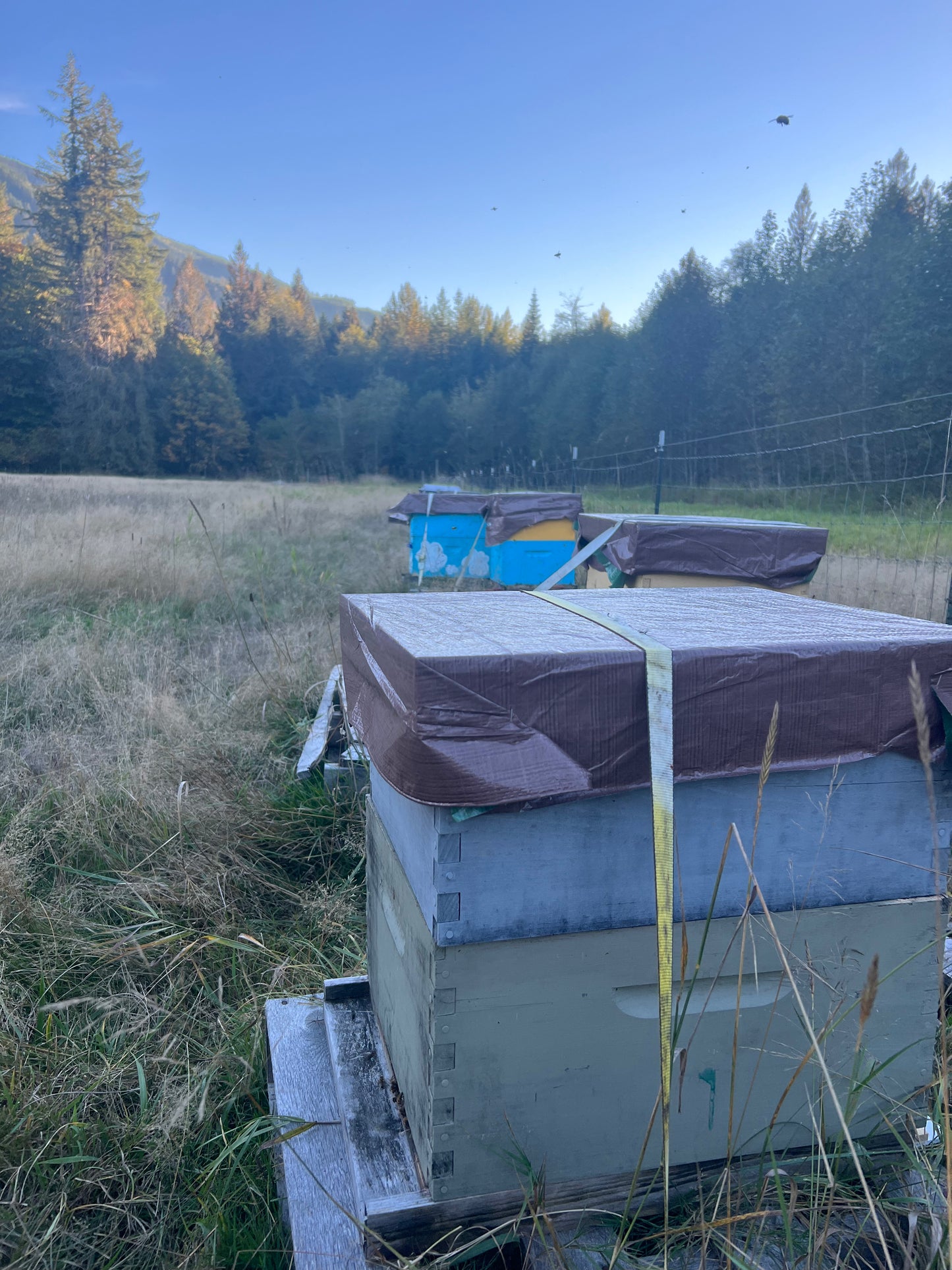 Honey CSA Pre-Sale