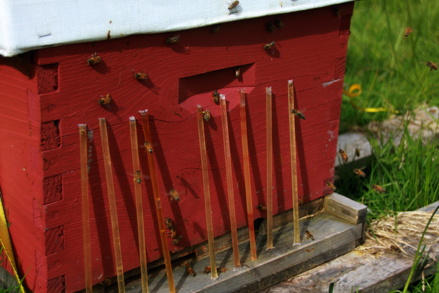 Honey Straws