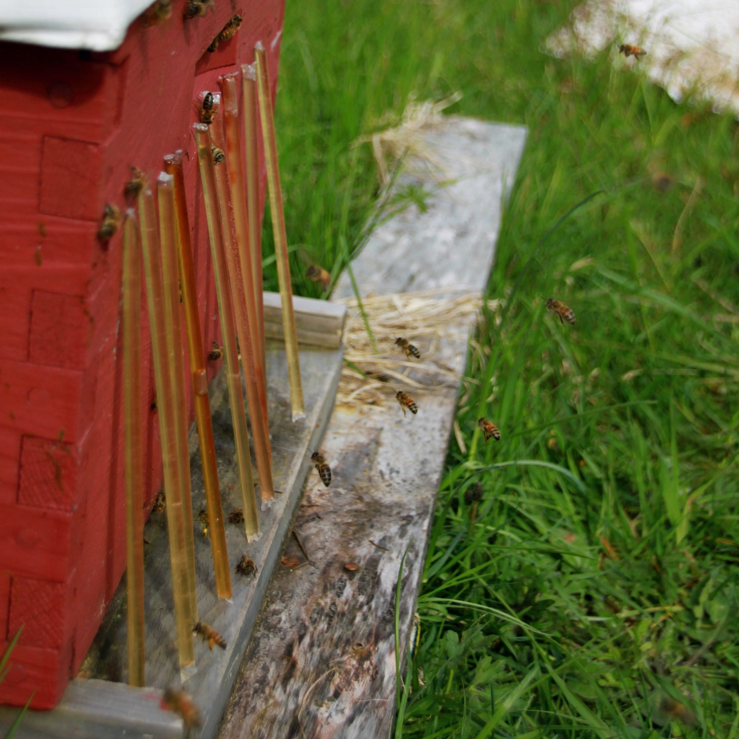 Honey Straws