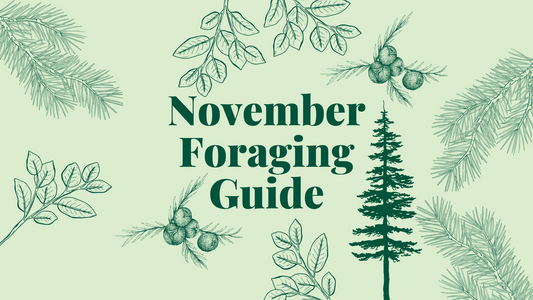 November Foraging Guide
