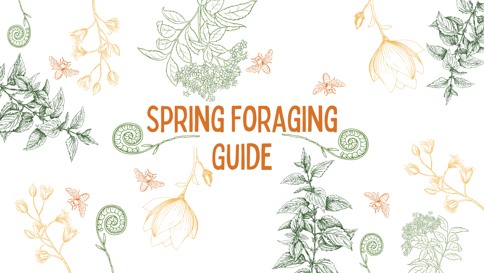 Spring Foraging Guide – Buzz & Bloom