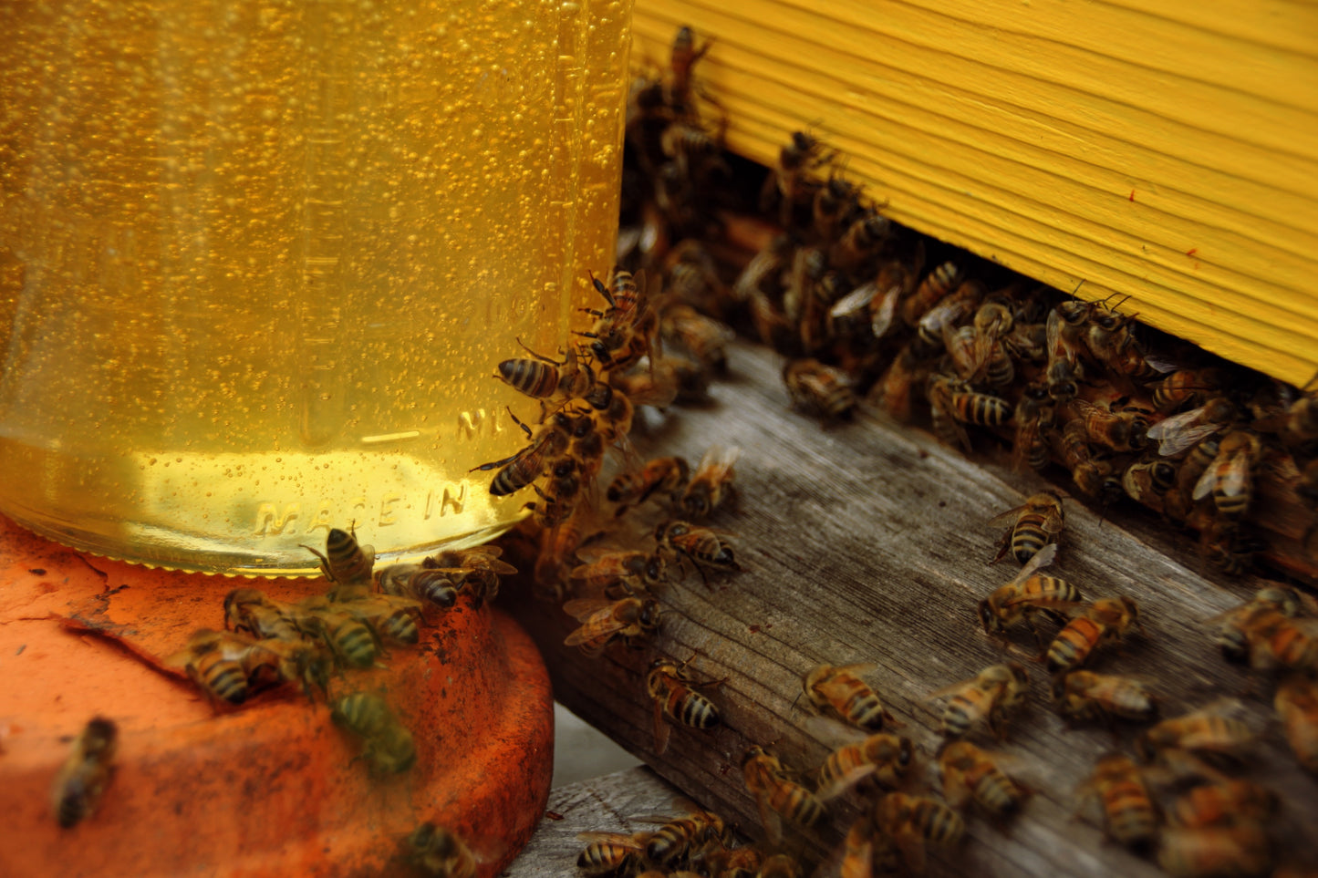 Honey CSA Pre-Sale