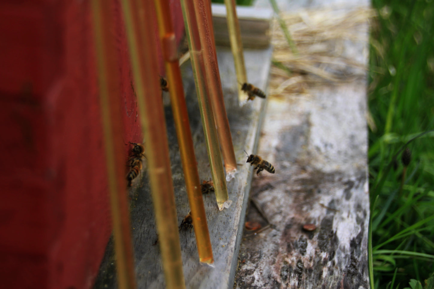Honey Straws